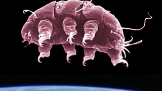 Illustration for article titled Court Reaffirms iStar Trek: Discovery/i Copyright Suit Dismissal, and Also, Tardigrades Are Cool